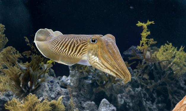 Cuttlefish