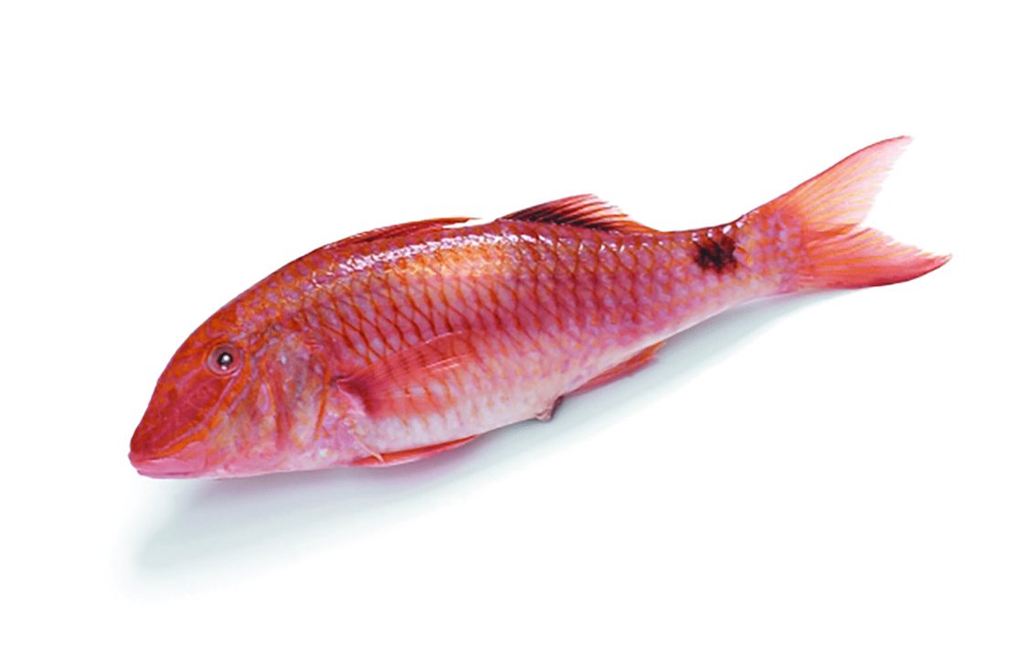 Red Mullet