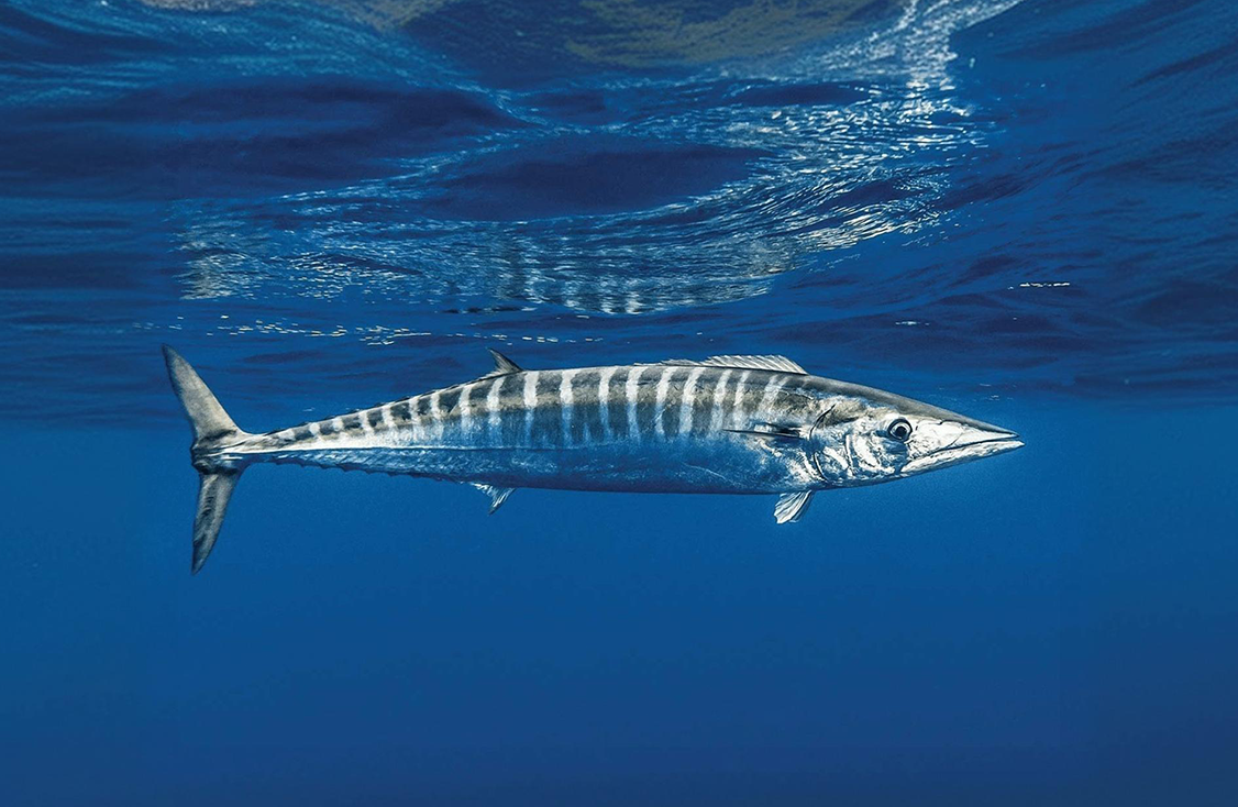 Wahoo